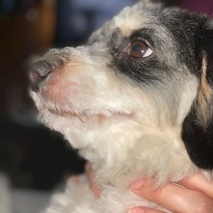 Meet your Posher, Brenda